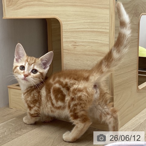 宮城県のマンチカン (ペットプラス 名取店/2026年4月6日生まれ/女の子/レッドタビー)の子猫の3枚目の画像
