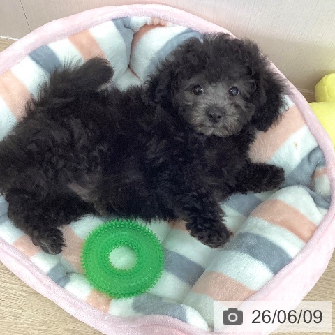 埼玉県のトイプードル(トイ) (ペットプラス 八潮店/2026年4月4日生まれ/男の子/シルバー)の子犬の4枚目の画像