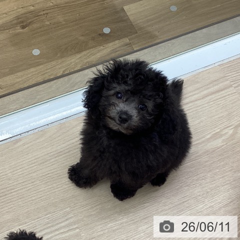 埼玉県のトイプードル(トイ) (ペットプラス 八潮店/2026年4月4日生まれ/男の子/シルバー)の子犬の3枚目の画像
