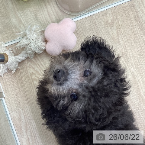 埼玉県のトイプードル(トイ) (ペットプラス 八潮店/2026年4月4日生まれ/男の子/シルバー)の子犬の3枚目の画像