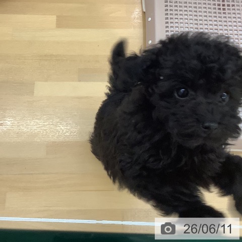 長野県のトイプードル(トイ) (ペットプラス 松本店/2026年4月4日生まれ/男の子/ブラック)の子犬の3枚目の画像