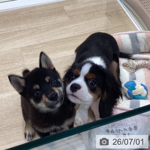 神奈川県のキャバリアキングチャールズスパニエル (ペットプラス 座間店/2026年3月26日生まれ/男の子/トライカラー)の子犬の4枚目の画像