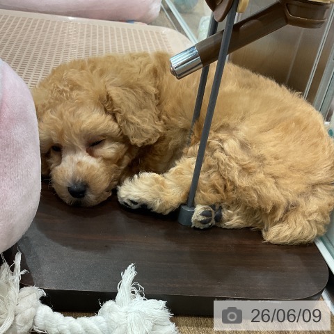 埼玉県のトイプードル(トイ) (ペッツワン 吉川美南店/2026年4月9日生まれ/男の子/アプリコット)の子犬の3枚目の画像
