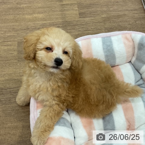 埼玉県のトイプードル(トイ) (ペッツワン 吉川美南店/2026年4月9日生まれ/男の子/アプリコット)の子犬の3枚目の画像