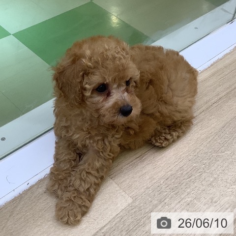 山梨県のトイプードル(トイ) (ペットプラス 甲府昭和店/2026年4月9日生まれ/女の子/アプリコット)の子犬の4枚目の画像