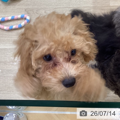 山梨県のトイプードル(トイ) (ペットプラス 甲府昭和店/2026年4月9日生まれ/女の子/アプリコット)の子犬の4枚目の画像