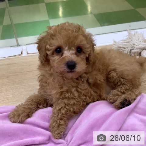 山梨県のトイプードル(トイ) (ペットプラス 甲府昭和店/2026年4月9日生まれ/女の子/アプリコット)の子犬の3枚目の画像