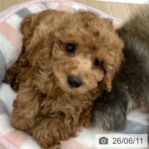 福島県のトイプードル(トイ) (ペットプラス 福島店/2026年4月9日生まれ/女の子/アプリコット)の子犬の4枚目の画像