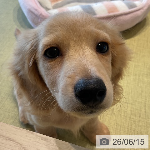 福島県のミニチュアダックスフンド(ロング) (ペットプラス イオンタウン郡山店/2026年4月3日生まれ/男の子/イエロー)の子犬の4枚目の画像