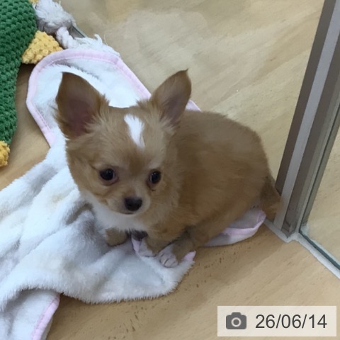 青森県のチワワ(ロング) (ペットプラス 青森浜田店/2026年4月8日生まれ/男の子/レッドホワイト)の子犬の4枚目の画像