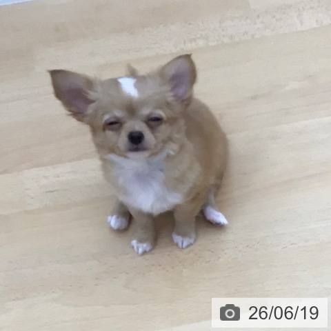 チワワの写真