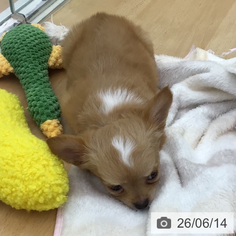 青森県のチワワ(ロング) (ペットプラス 青森浜田店/2026年4月8日生まれ/男の子/レッドホワイト)の子犬の3枚目の画像