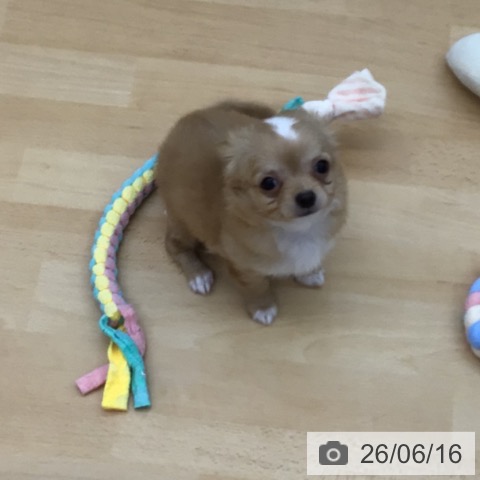 チワワの写真