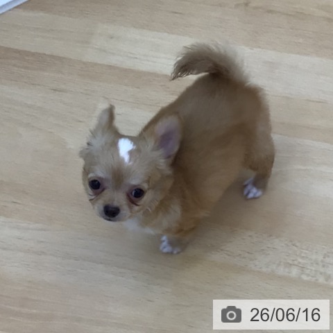 チワワの写真