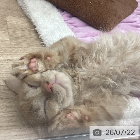 ミヌエットの写真