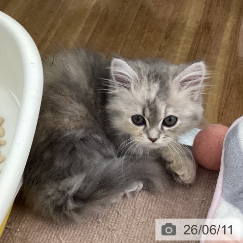 ラガマフィンの写真