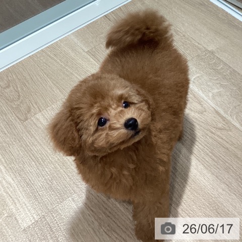 千葉県のトイプードル(トイ) (ペットプラス 木更津店/2026年4月9日生まれ/男の子/レッド)の子犬の4枚目の画像