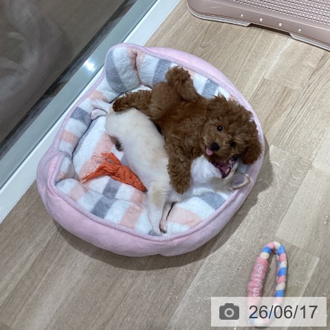 千葉県のトイプードル(トイ) (ペットプラス 木更津店/2026年4月9日生まれ/男の子/レッド)の子犬の3枚目の画像