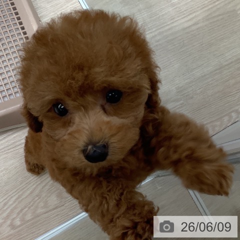 埼玉県のトイプードル(トイ) (ペットプラス 上尾店/2026年4月9日生まれ/女の子/レッド)の子犬の4枚目の画像