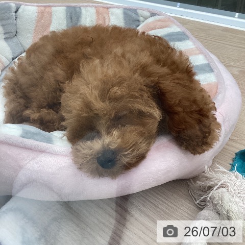 埼玉県のトイプードル(トイ) (ペットプラス 上尾店/2026年4月9日生まれ/女の子/レッド)の子犬の3枚目の画像
