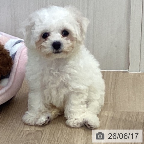 千葉県のビションフリーゼ (ペットプラス 船橋店/2026年4月2日生まれ/女の子/ホワイト)の子犬の3枚目の画像