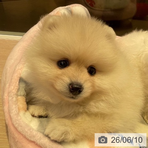 ポメラニアンの写真