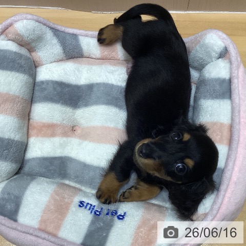 埼玉県のカニンヘンダックスフンド(ロング) (ペットプラス 与野店/2026年4月8日生まれ/男の子/ブラックタン)の子犬の4枚目の画像