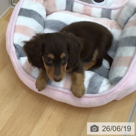 ミニチュア・ダックスフンドの写真