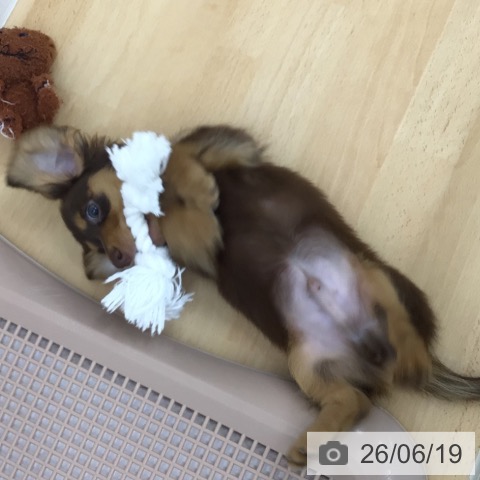 ミニチュア・ダックスフンドの写真