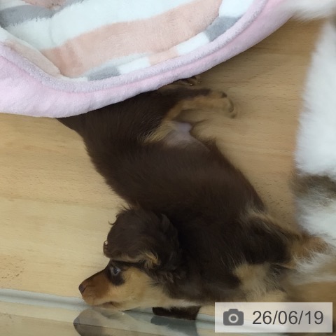ミニチュア・ダックスフンドの写真