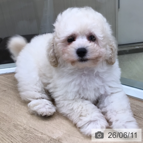 東京都のトイプードル(トイ) (ペットプラス 日の出店/2026年4月9日生まれ/男の子/ホワイト)の子犬の4枚目の画像