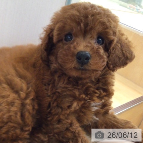 東京都のトイプードル(トイ) (ペットプラス 日の出店/2026年4月10日生まれ/男の子/レッド)の子犬の4枚目の画像