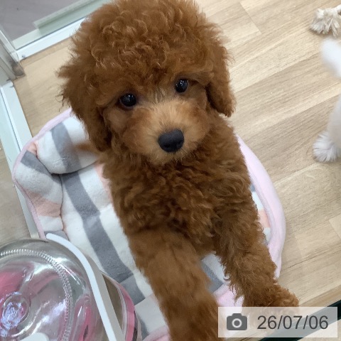 東京都のトイプードル(トイ) (ペットプラス 日の出店/2026年4月10日生まれ/男の子/レッド)の子犬の4枚目の画像