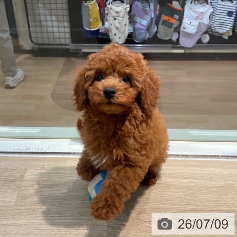 東京都のトイプードル(トイ) (ペットプラス 東久留米店/2026年4月10日生まれ/男の子/レッド)の子犬の4枚目の画像