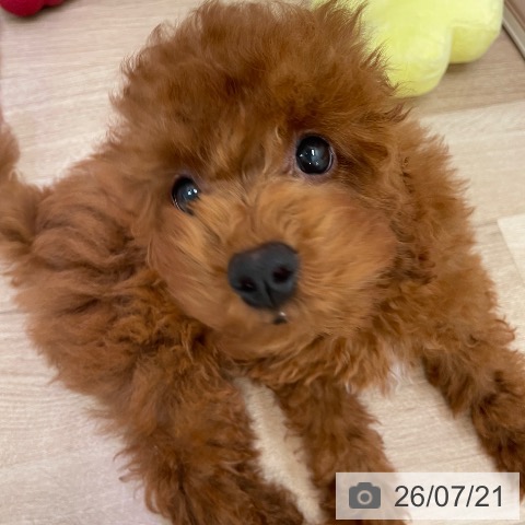 東京都のトイプードル(トイ) (ペットプラス 東久留米店/2026年4月10日生まれ/男の子/レッド)の子犬の4枚目の画像