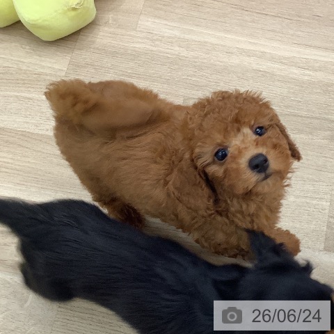 東京都のトイプードル(トイ) (ペットプラス 日の出店/2026年4月10日生まれ/男の子/レッド)の子犬の3枚目の画像