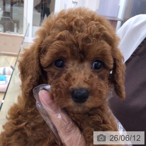東京都のトイプードル(トイ) (ペットプラス 日の出店/2026年4月10日生まれ/男の子/レッド)の子犬の3枚目の画像