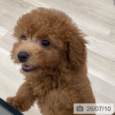 東京都のトイプードル(トイ) (ペットプラス 日の出店/2026年4月10日生まれ/男の子/レッド)の子犬の3枚目の画像