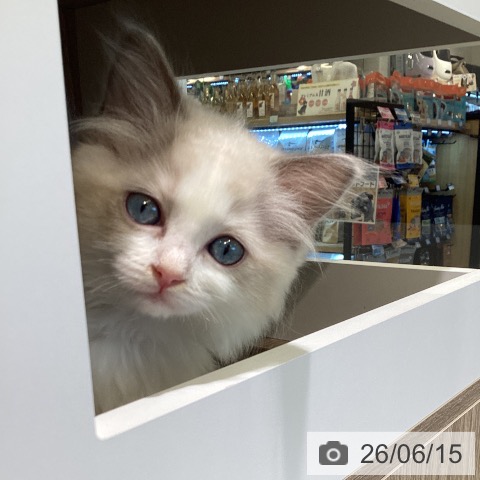 神奈川県のラグドール (ペットプラス ゆめが丘ソラトス店/2026年4月9日生まれ/女の子/ブルーポイントバイカラー)の子猫の4枚目の画像