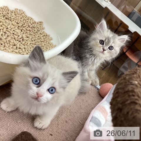 ラグドールの写真