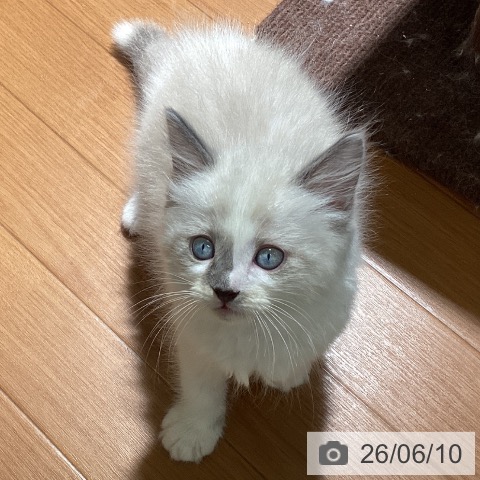 ラグドールの写真