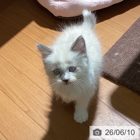 ラグドールの写真