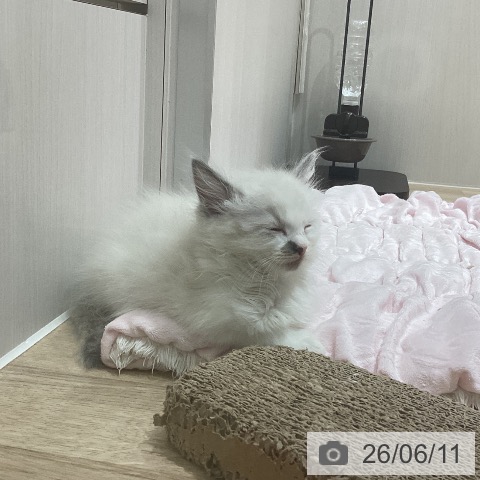 ラグドールの写真