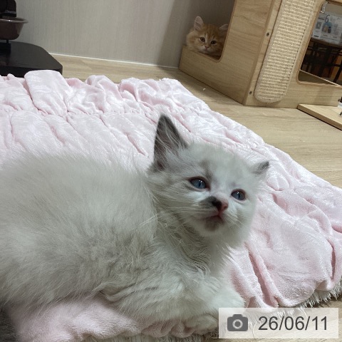 ラグドールの写真