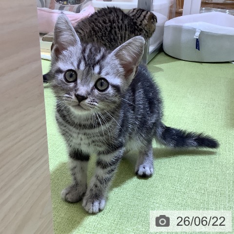 埼玉県のアメリカンショートヘアー (ペットプラス 羽生店/2026年4月10日生まれ/男の子/シルバータビー)の子猫の4枚目の画像