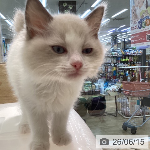宮城県のラグドール (ペットプラス 仙台泉大沢店/2026年3月27日生まれ/男の子/ブルーポイントバイカラー)の子猫の4枚目の画像