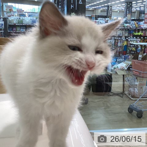 宮城県のラグドール (ペットプラス 仙台泉大沢店/2026年3月27日生まれ/男の子/ブルーポイントバイカラー)の子猫の3枚目の画像