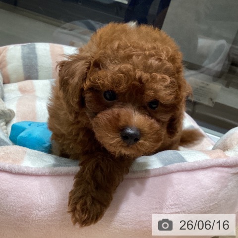 東京都のトイプードル(トイ) (ペットプラス 立川高島屋S.C.店/2026年4月9日生まれ/男の子/レッド)の子犬の4枚目の画像