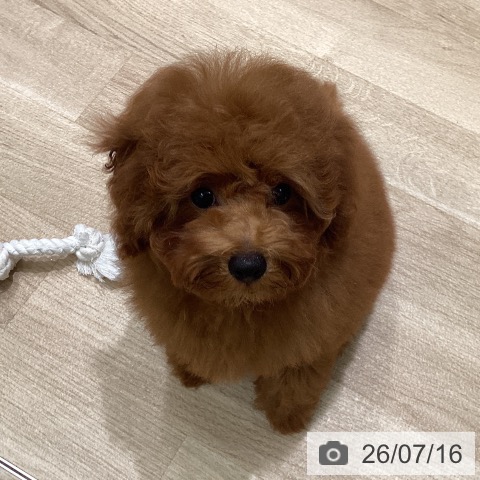 東京都のトイプードル(トイ) (ペットプラス 立川高島屋S.C.店/2026年4月9日生まれ/男の子/レッド)の子犬の4枚目の画像