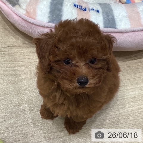 東京都のトイプードル(トイ) (ペットプラス 立川高島屋S.C.店/2026年4月9日生まれ/男の子/レッド)の子犬の3枚目の画像